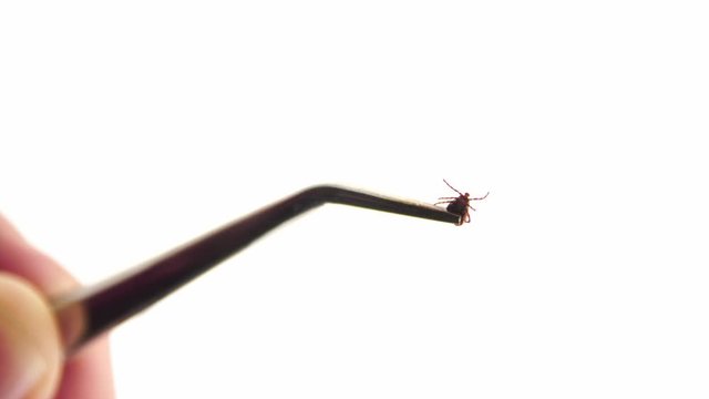 Small ixodic tick with six paws being held in tweezers at white background. The mite is being in focus and then it's picture blurred. Theme of looking at small parasitic insects.
