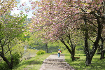 spring in the park