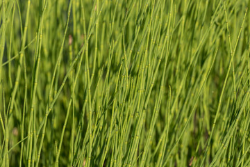 Fototapeta na wymiar Closeup horizontal photography of green horsetail
