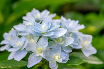 ガクアジサイ　額アジサイ　「水遊び」　紫陽花の花