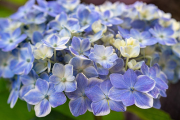 白い縁取りの入った丸みのあるガクアジサイ　「うきうき」紫陽花の花