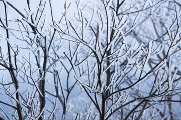 霧氷の付いた枝