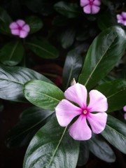 pink and white flower