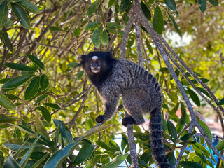 Lemur on tree