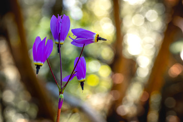 Purple shooting star flowers against an abstract colorful background in the woods of Southern Oregon