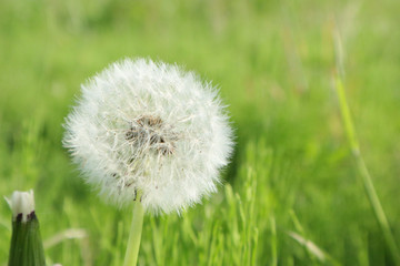 Fototapeta premium タンポポ