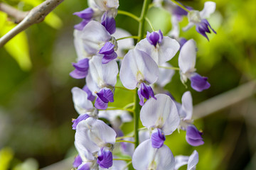 Fototapeta na wymiar 藤の花のアップ　フジ