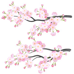 Vector bright cherry flowers brabches on white background