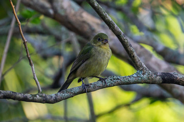 A Female or Immature Male Painted Bunting (Passerina ciris) sitting on a tree branch in Stuart, Florida, USA