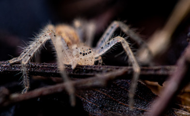 Macro photos of a white spider in the garden