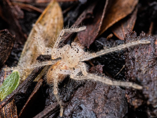 Macro photos of a white spider in the garden