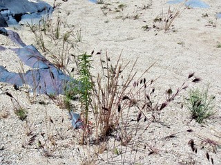 Weeds on the desert sand