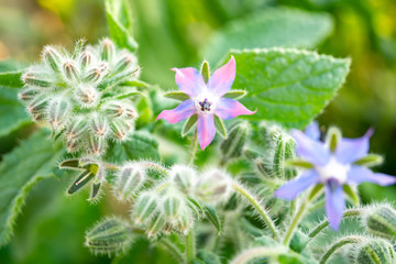 ピンクに変色したボリジの花と蕾
