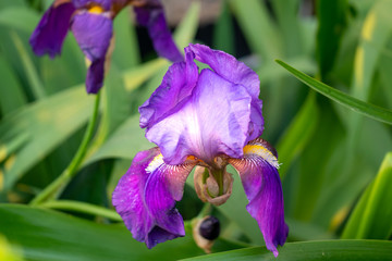 濃い紫のジャーマンアイリス