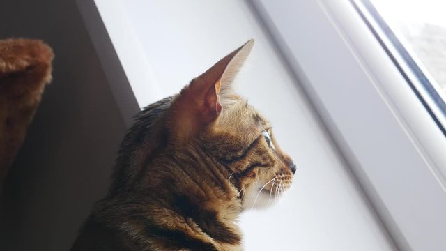A Bengal cat sits on a shelf and looks out the window at the sky