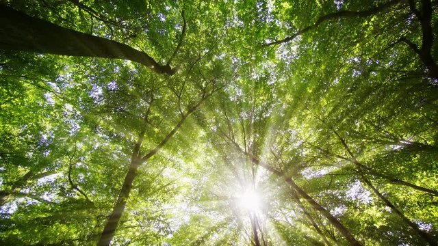 Sunshine Filters through a High Canopy in Forest Wilderness