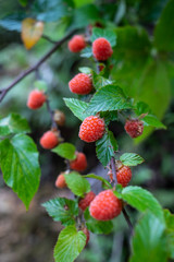 Summer ripe wild fruit raspberry