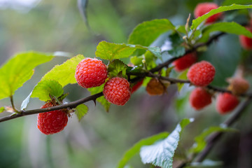 Summer ripe wild fruit raspberry