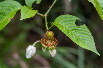 Wild fruit red gland rubus