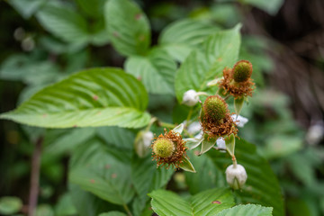 Wild fruit red gland rubus