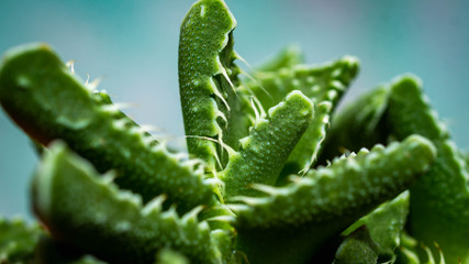 Closeup of Faucaria Tigrina. Beautiful succulent plant