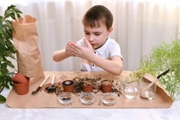 Planting micro greens seeds in pots. The boy installed a funnel for point laying seeds and shakes...