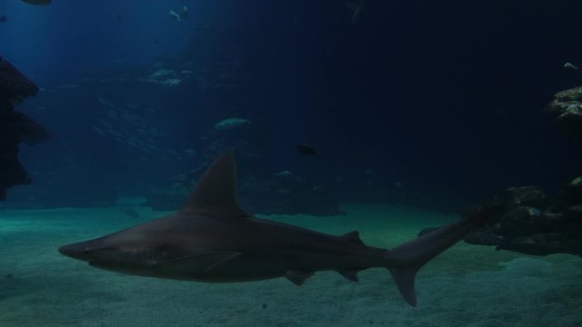 Sharks in aquarium. Red sea. 4k