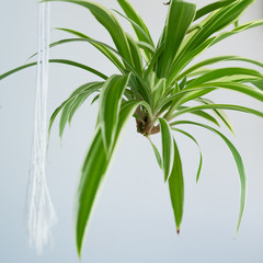 Spider plants babies, also known as Chlorophytum bichetii (Karrer) Backer, St. Bernard’s lily