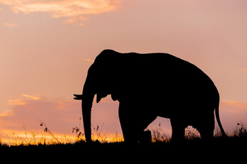 Plakat elephant in sunset