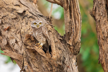 owl in the tree