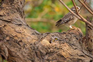 Owl House on the Tree