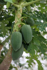 The papaya (/pəˈpaɪə/, US: /pəˈpɑːjə/) (from Carib via Spanish), papaw, (/pəˈpɔː/[2]) or pawpaw (/ˈpɔːpɔː/[2])[3] is the plant Carica papaya, one of the 22 accepted species in the genus Carica
