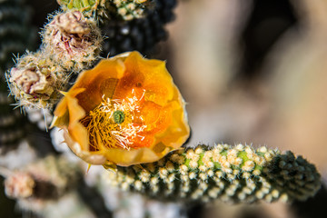 Flowering cactus