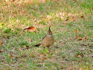 AVES
