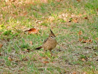 AVES