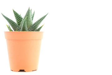 Isolated plant on white background, Succulent close up in potted