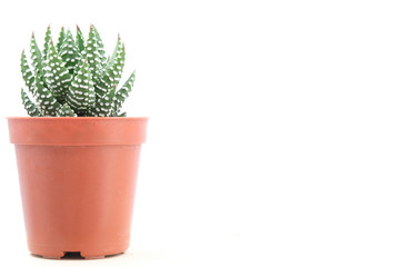 Isolated succulent on white background in potted 