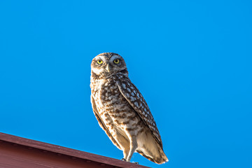 Burrowing Owl
