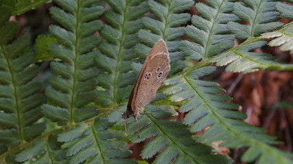 Ringlet on a Fern Leaf