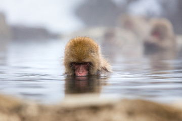 Travel Asia. Red-cheeked monkey. The snow monkeys soak in Japan. Monkeys soaking in a hot spring at Hakodate is popular hot spring. Nagano, Hokkaido, Japan.