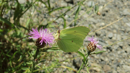 Common Brimstone Butterfly on a Thistle II