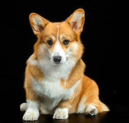 Welsh Corgi Pembroke, red, dog on a black background