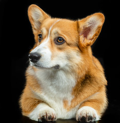 Welsh Corgi Pembroke, red, dog on a black background