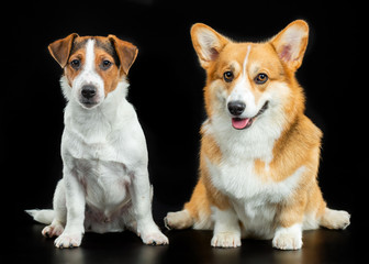 Jack Russell Terrier and Welsh Corgi Pembroke on a black background, studio photography