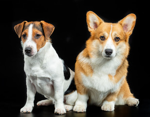 Jack Russell Terrier and Welsh Corgi Pembroke on a black background, studio photography