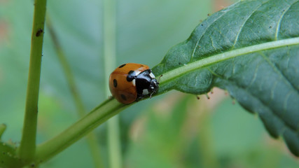 ladybug on a leaf
