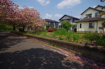 Obraz premium 常陸北条駅跡とサクラ