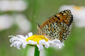 암어리표범나비