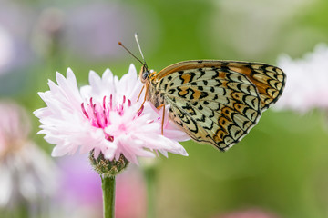 암어리표범나비