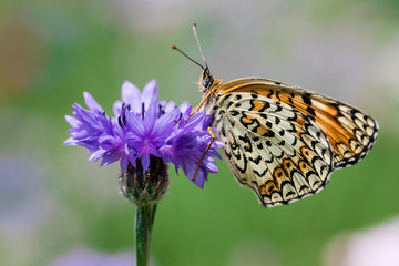 암어리표범나비
